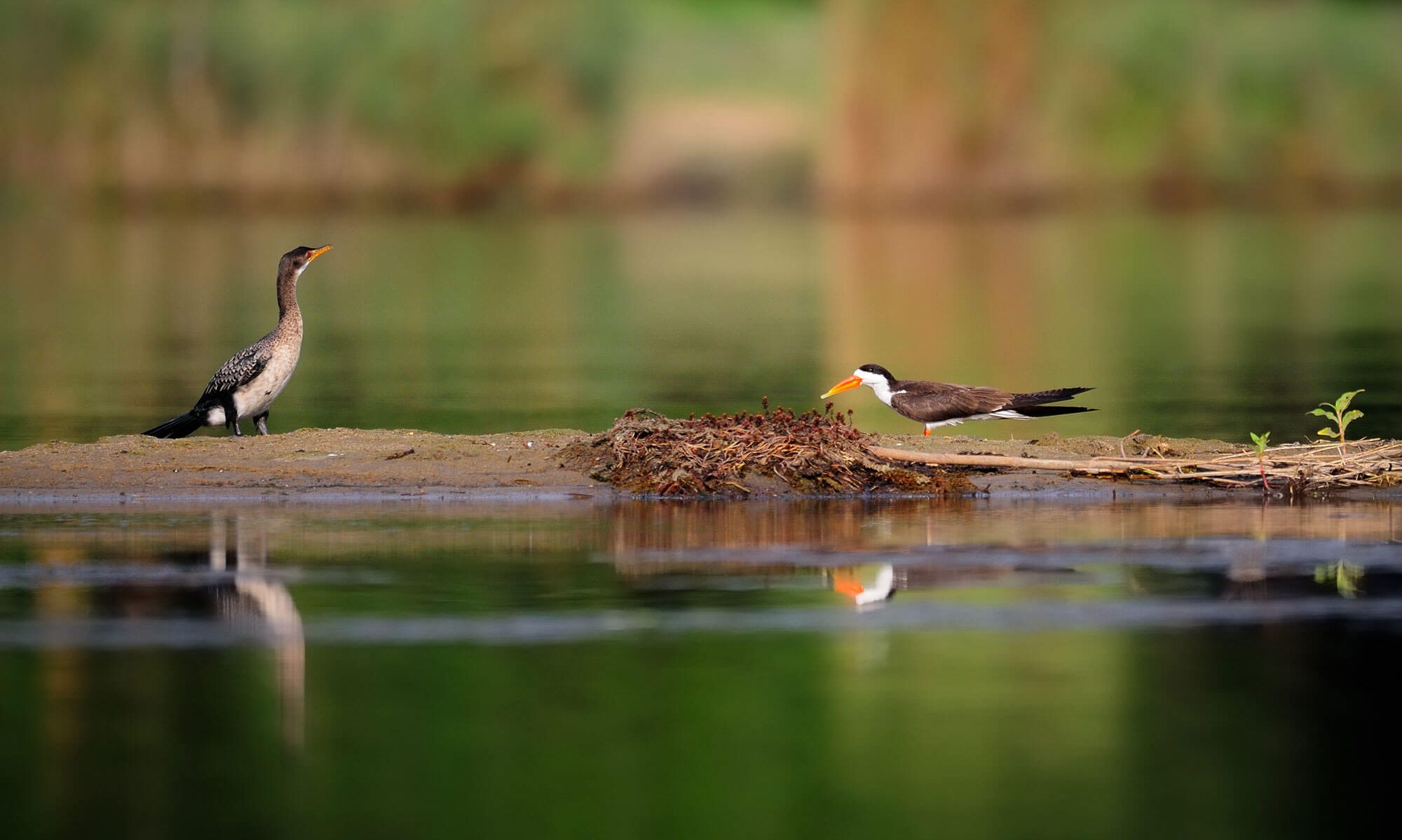 Birds-(15)